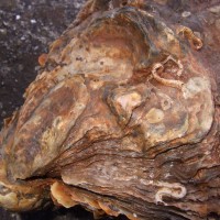 Pacific Oyster